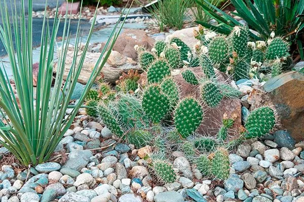 Оформление рокариев и альпийских горок кактусы в ландшафтном дизайне21