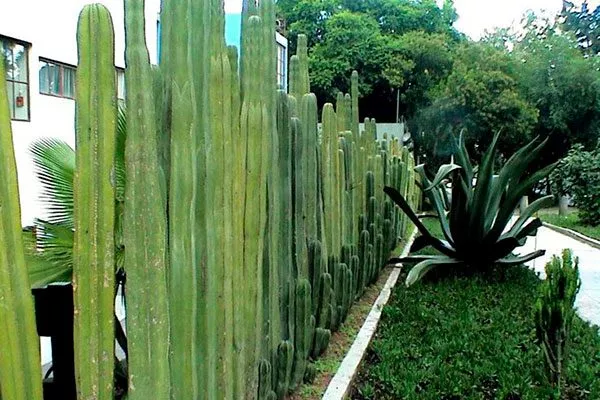ограда из кактуса кактусы в ландшафтном дизайне18