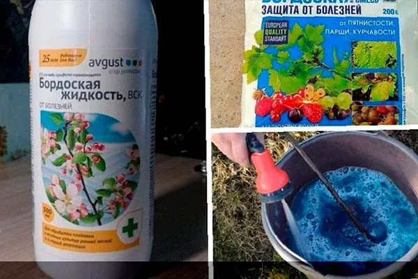 опрыскивание Скором или бордоской жидкостью увеличениt размеров яблок22