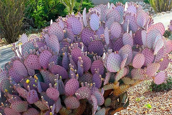 Опунция Санта-рита редкие кактусы24