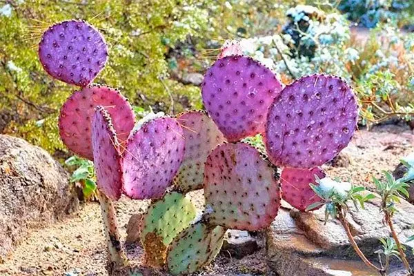 Опунция Санта-рита1 редкие кактусы25