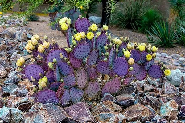 Опунция Санта-рита2 редкие кактусы26