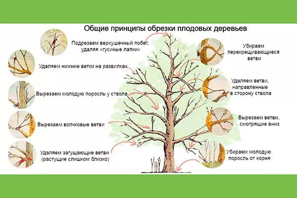осенняя обрезка увеличениt размеров яблок23
