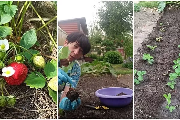 Осенью время посадки4