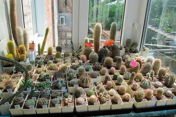 Освещение Звёздчатые кактусы (Astrophytum)15