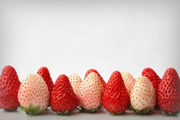 Отличия белой земляники от традиционной красной