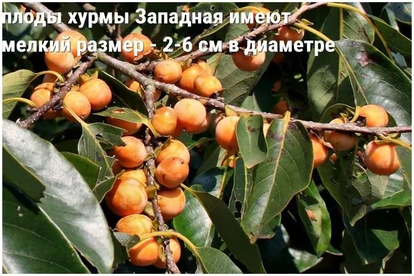 плоды хурмы Запдная имеют мелкий размер