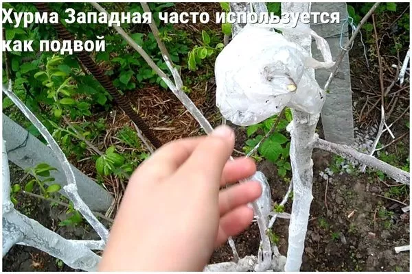 Западная часто используется как подвой