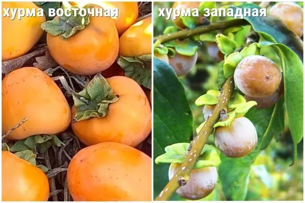 восточная и западная хурма