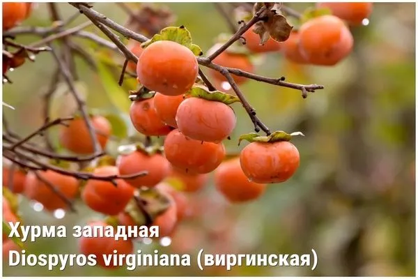 хурма виргинская, западная
