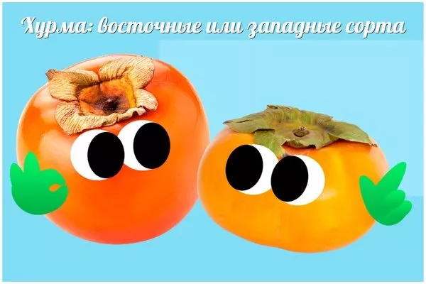 восточные и западные разновидности хурмы