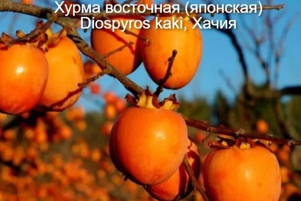 хурма восточная
