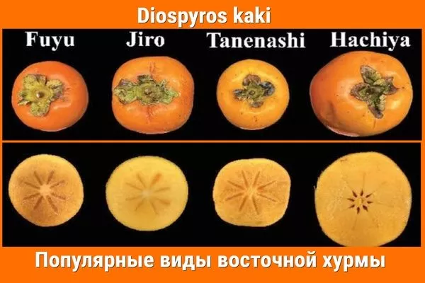 популярные виды восточной хурмы