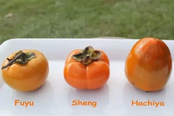 форма и цвет плодов восточных сортов