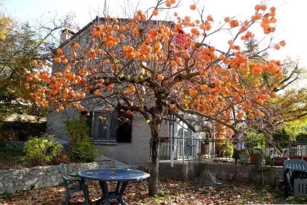 дерево восточной хурмы