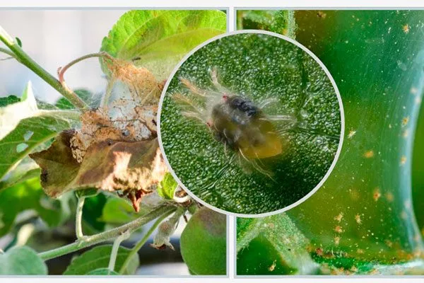 Паутинный клещ бурые пятна9