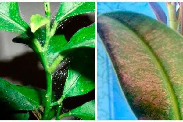 Паутинный клещ Налет на листьях6