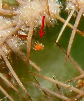 Паутинный клещ1 Вредители кактусов25