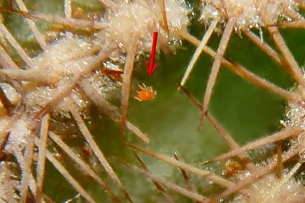 Паутинный клещ1 Вредители кактусов25