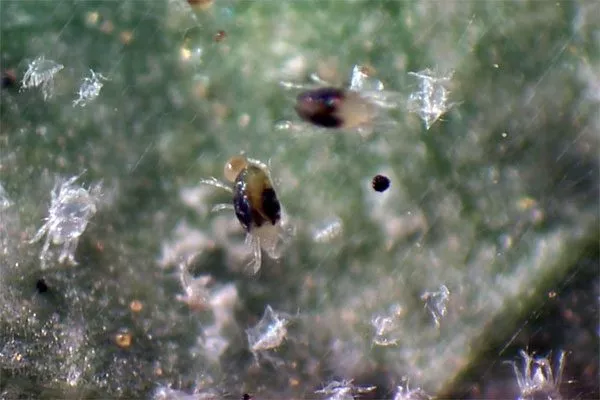 Паутинный клещ2 Вредители кактусов26