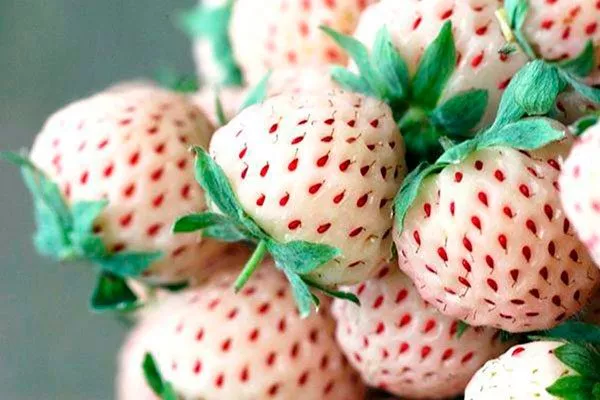 Пайнберри Белая земляника13