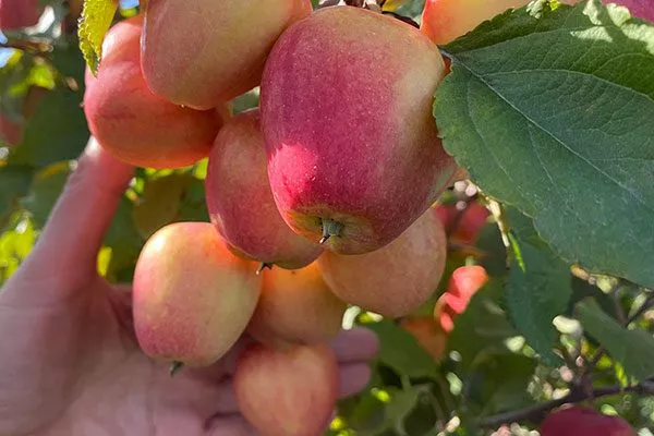 Пепинчик Красноярский Полудекоративные сорта14