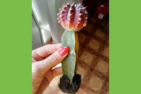 Пересадка Гимнокалициум (Gymnocalycium)32