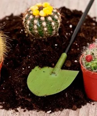 пересадка пересадка кактуса11