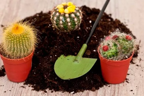 пересадка пересадка кактуса11