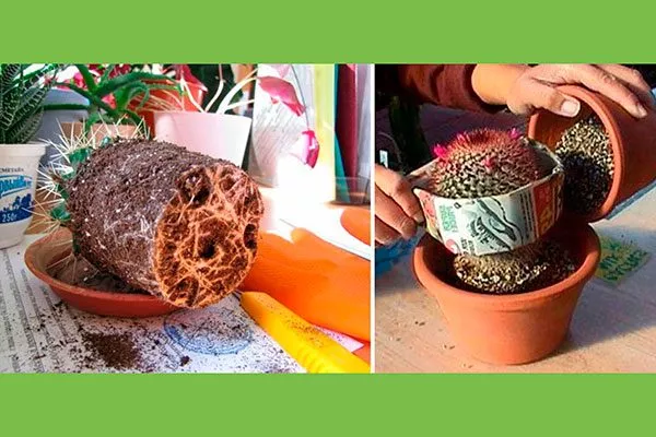 Пересадка уход за колючими кактусами15