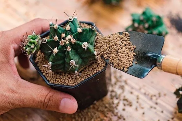 Пересадка Звёздчатые кактусы (Astrophytum)16