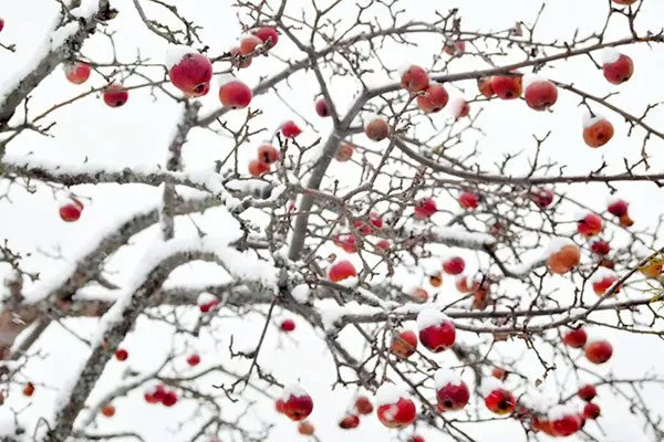 пережила одну зиму Зимостойкость яблони8