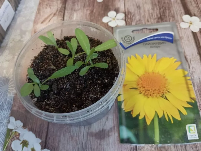 Гайлардия-жёлтый солнечный цветок