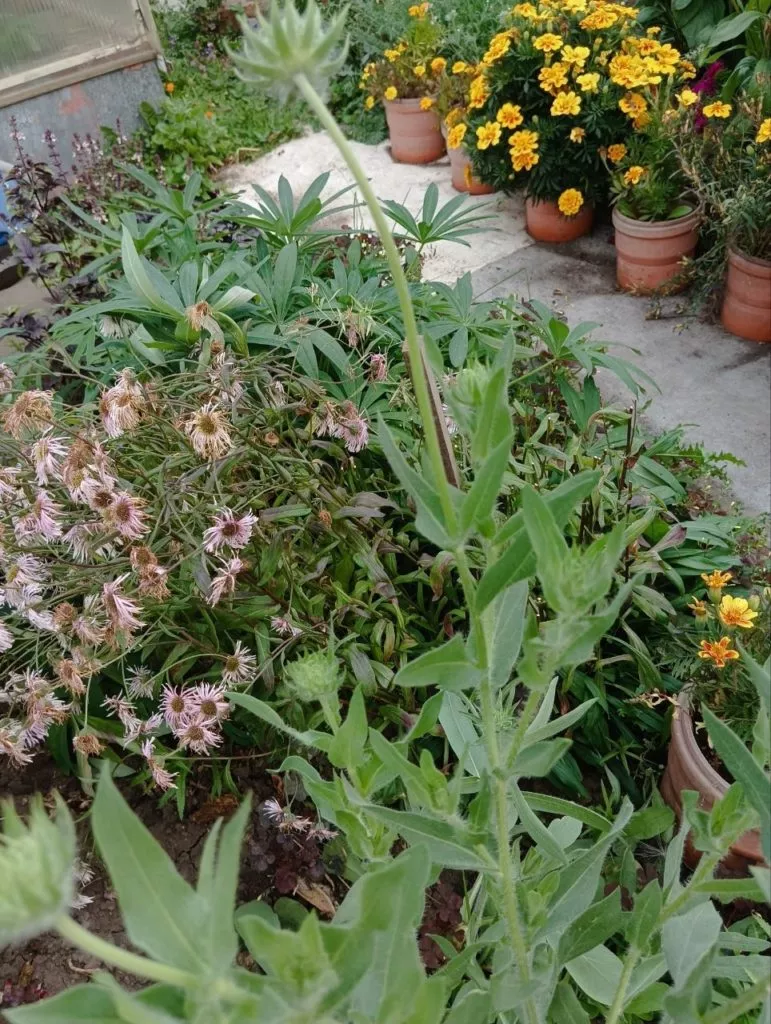 Гайлардия-жёлтый солнечный цветок