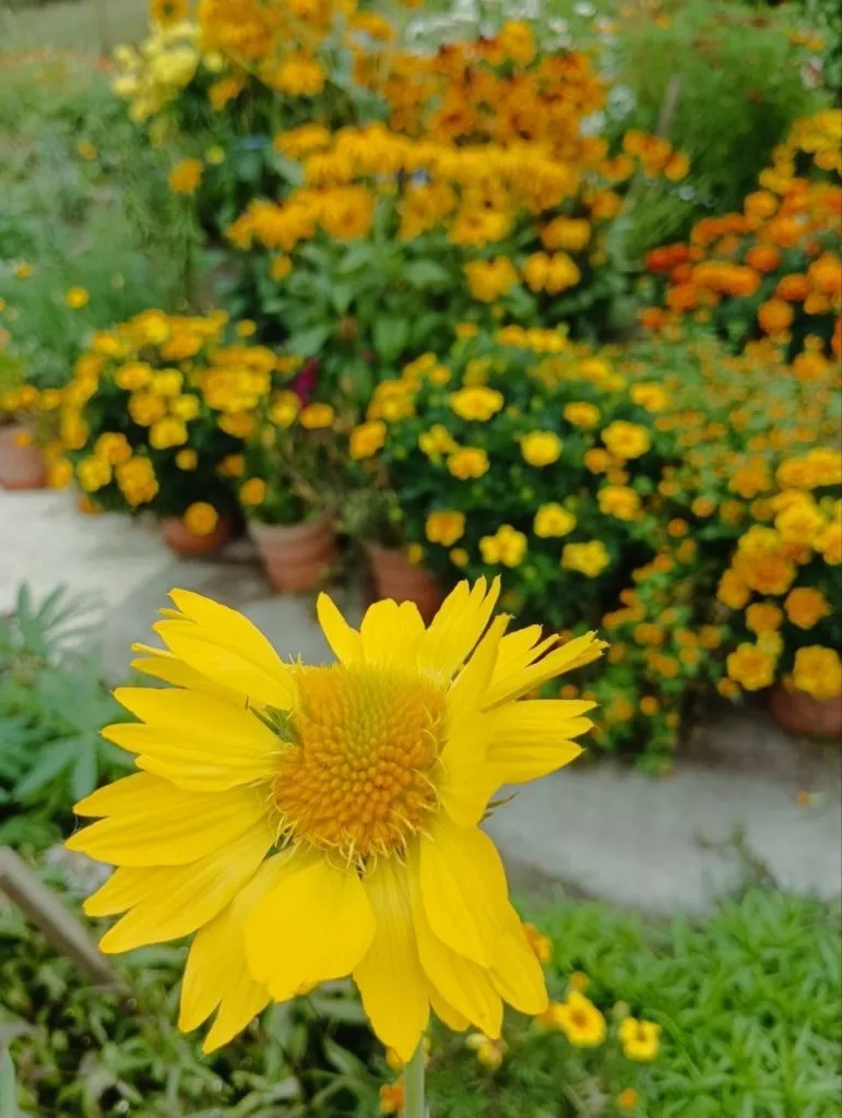 Гайлардия-жёлтый солнечный цветок