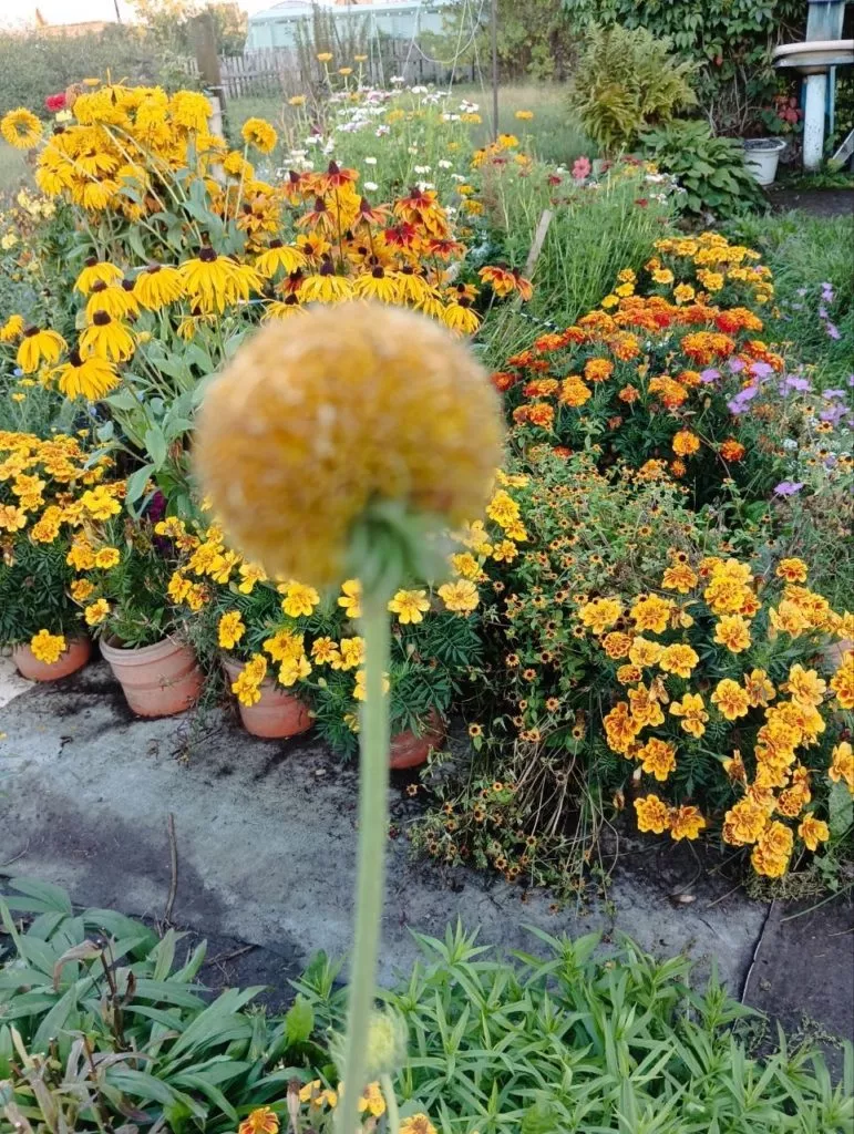 Гайлардия-жёлтый солнечный цветок