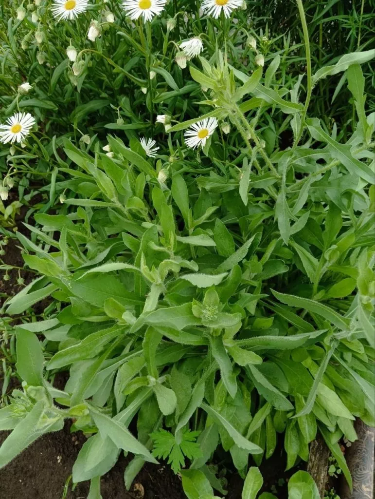 Гайлардия-жёлтый солнечный цветок