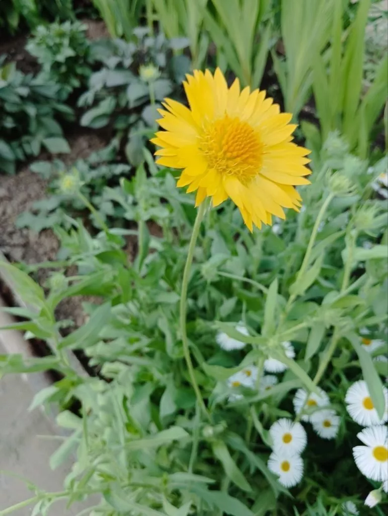 Гайлардия-жёлтый солнечный цветок