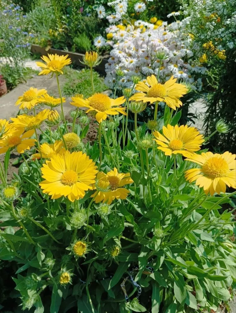 Гайлардия-жёлтый солнечный цветок