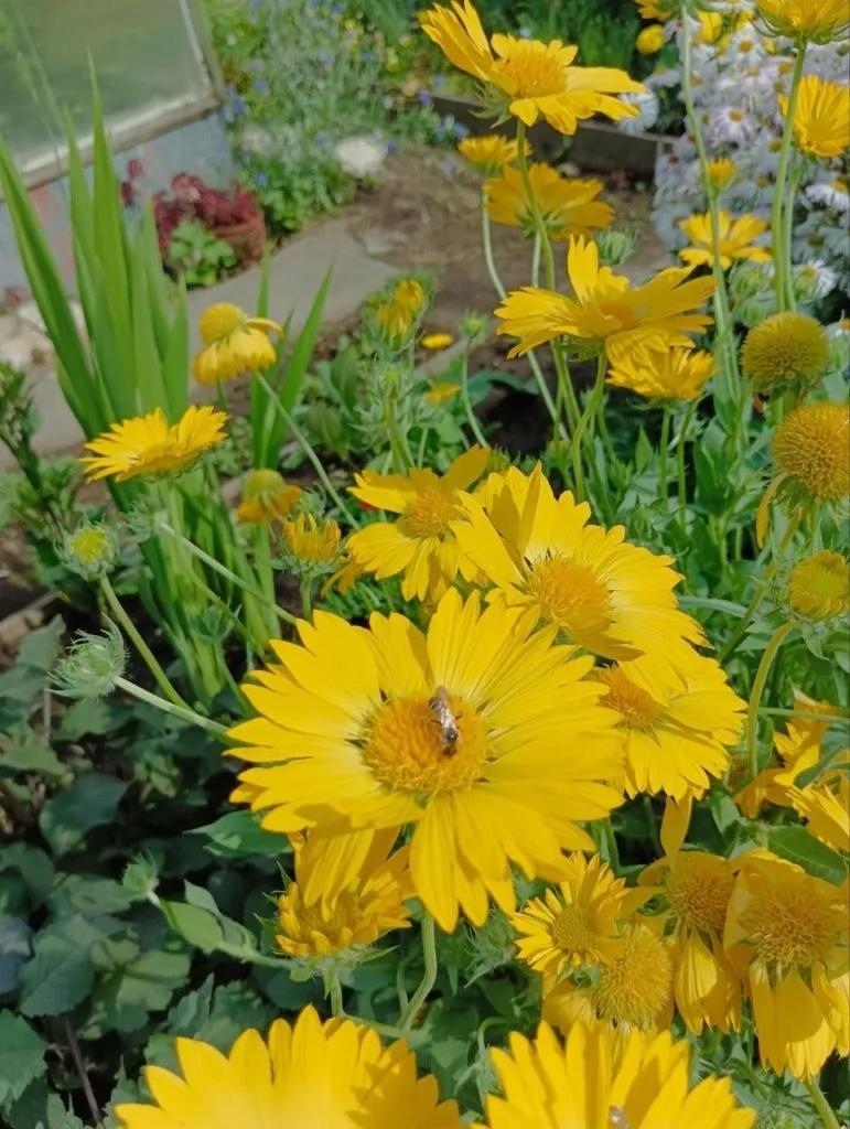 Гайлардия-жёлтый солнечный цветок