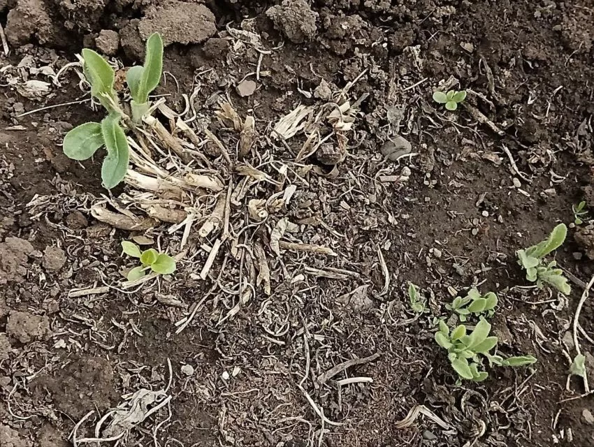 Гайлардия-жёлтый солнечный цветок