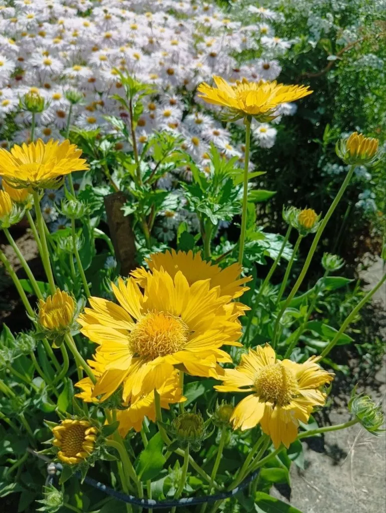 Гайлардия-жёлтый солнечный цветок