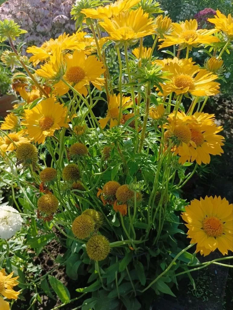 Гайлардия-жёлтый солнечный цветок