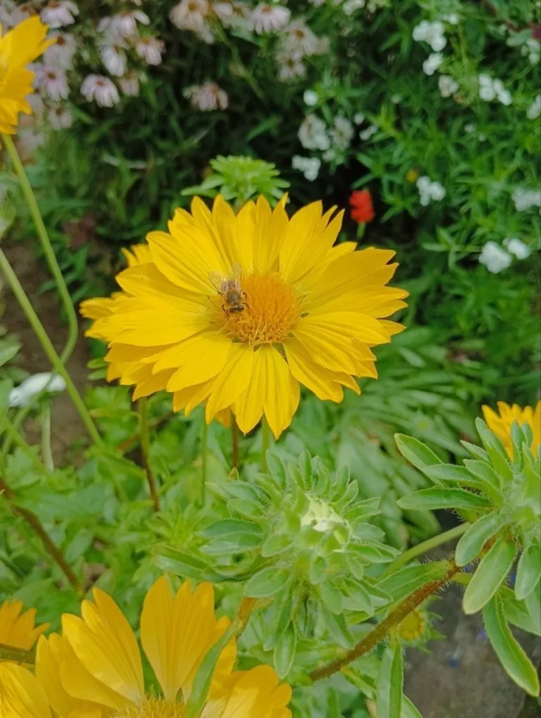 Гайлардия-жёлтый солнечный цветок