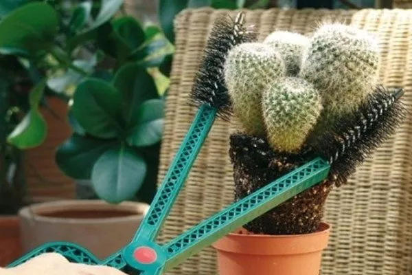 Пинцет пересадка кактуса13