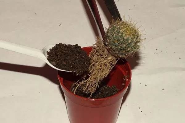 пинцет1 пересадка кактуса14