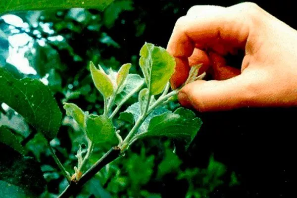 пинцировка увеличениt размеров яблок26