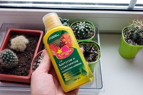 Питательные подкормки пересадка кактуса15