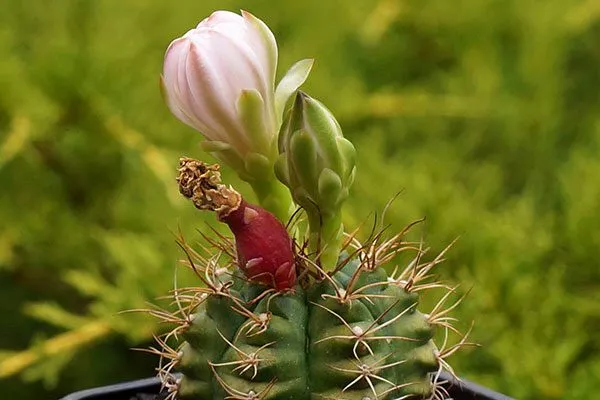 Плоды Гимнокалициум (Gymnocalycium)33