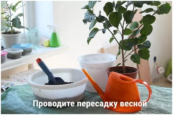 проводите пересадку гибискуса весной